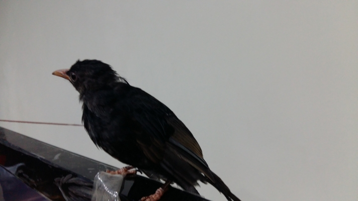 請問一下這是什麼鳥?