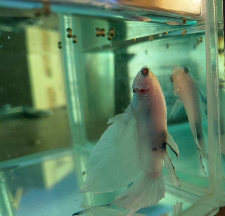 鬥魚這樣還有救嗎?