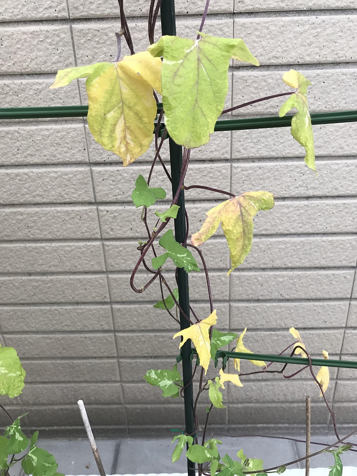 朝顏(牽牛花)生病了，請問大家意見