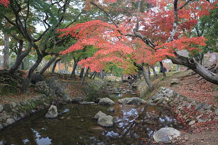 2018京阪神紅葉親子自由行
