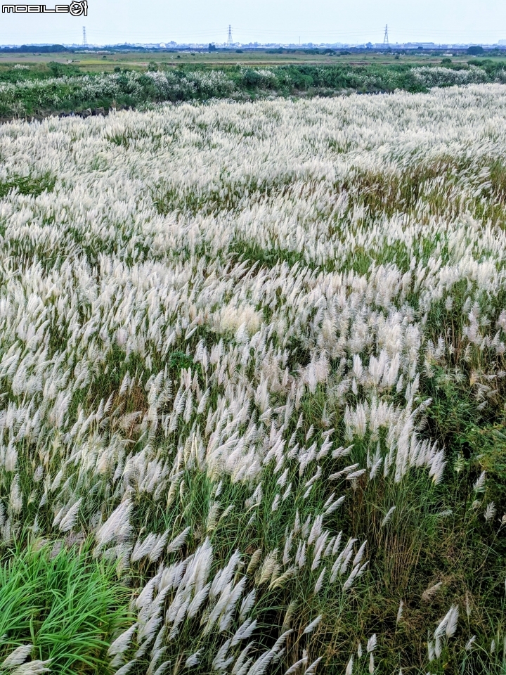 芒花(甜根子草) 台南市鹽水區汫水港大橋 09/28
