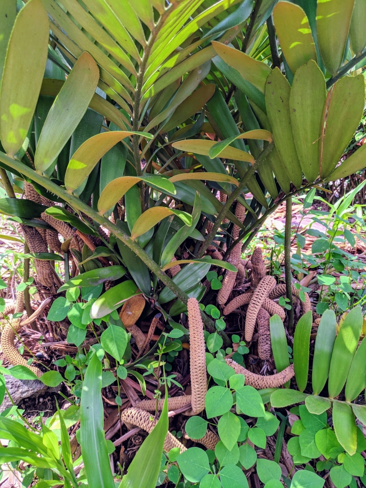 美葉鳳尾蕉+閉鞘薑 嘉義市西區埤子頭植物園 08/31