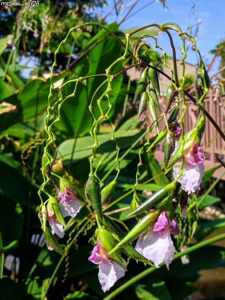 垂花水竹芋 台南市新市區新市生態休閒公園 08/31