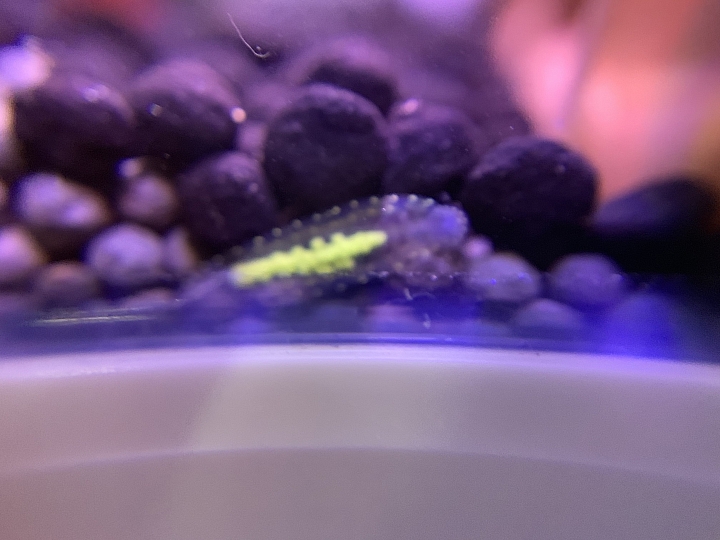 魚缸發現奇怪的生物