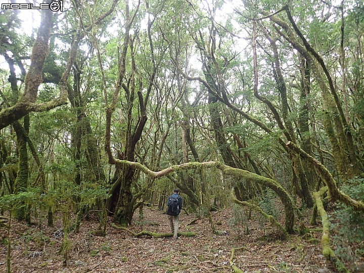 中央山脈大縱走17天(破紀錄)完百旅(904~920)(文長慎入)