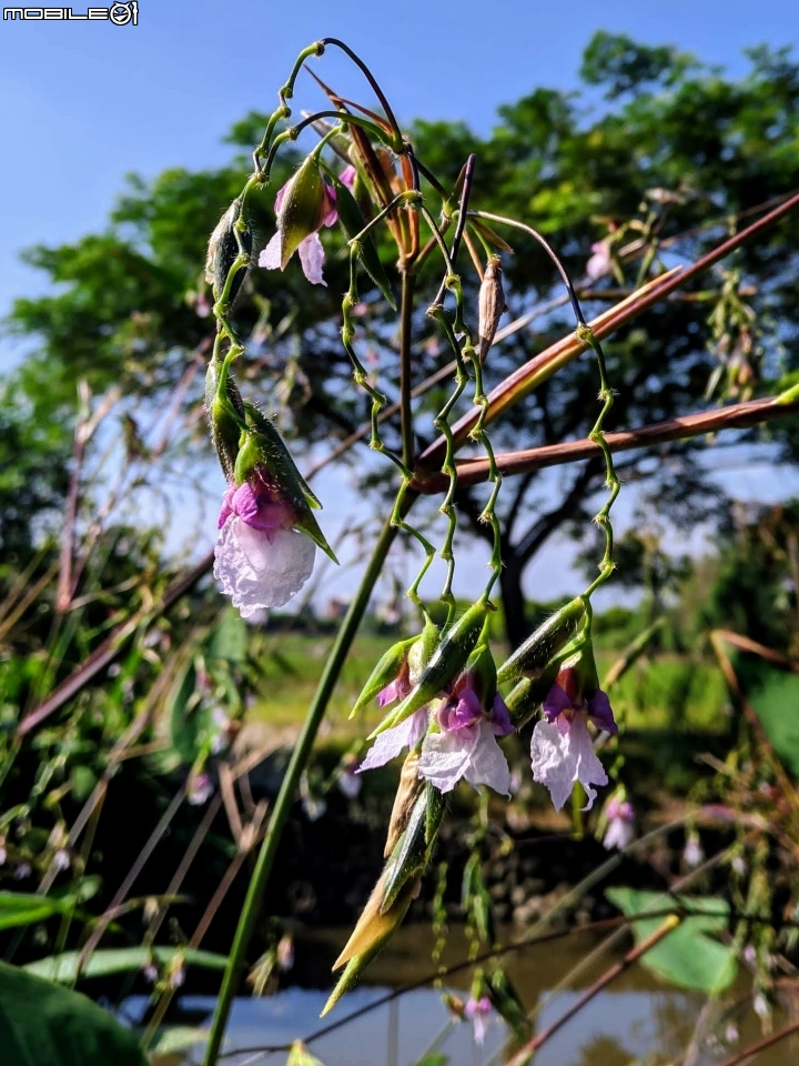 垂花水竹芋 台南市新市區新市生態休閒公園 08/31