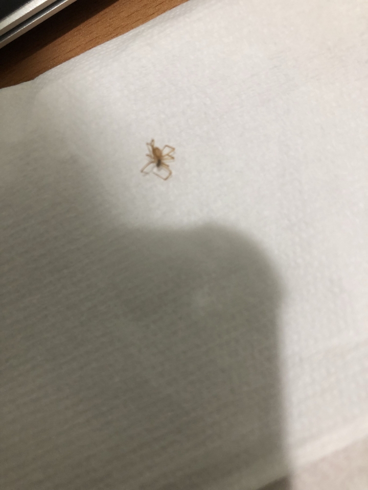 這是什麼蜘蛛？