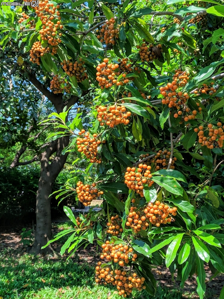 毛苦蔘+羅漢松 台南市安南區四草台江國家公園管理處 09/08