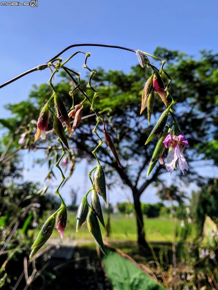垂花水竹芋 台南市新市區新市生態休閒公園 08/31