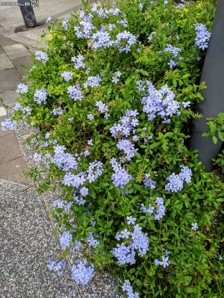 韭菜花+磨盤草+藍雪花 台南市南區灣里 09/29