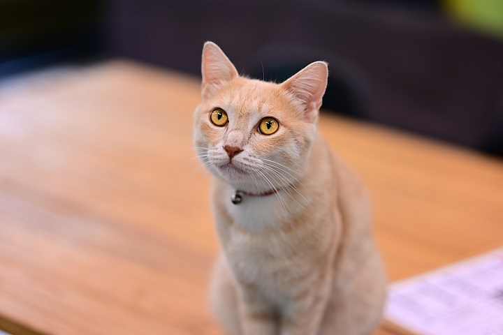 一顆青春洋溢的鏡頭：Nikkor 85mm F1.8 S，不會利到沒朋友，是輕鬆帶著走，拍景拍朋友。