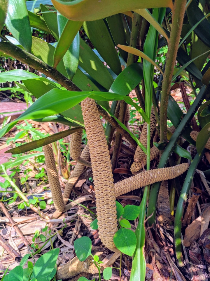 美葉鳳尾蕉+閉鞘薑 嘉義市西區埤子頭植物園 08/31