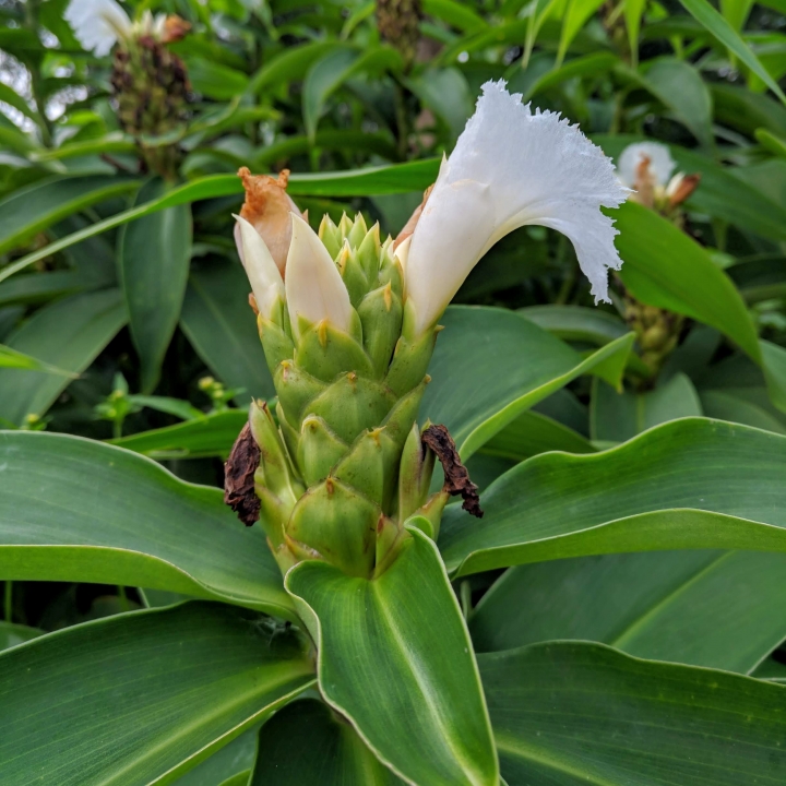 美葉鳳尾蕉+閉鞘薑 嘉義市西區埤子頭植物園 08/31