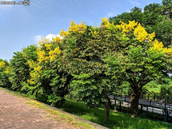 台灣欒樹 雲林縣北港鎮北港堤岸步道公園 09/14