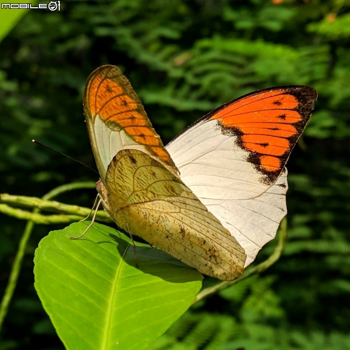 台灣欒樹 台南市西港區綠川廊道 09/14