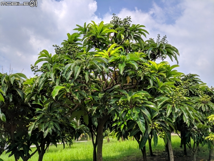 台灣欒樹 台南市西港區綠川廊道 09/14