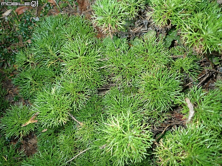 中央山脈大縱走17天(破紀錄)完百旅(904~920)(文長慎入)