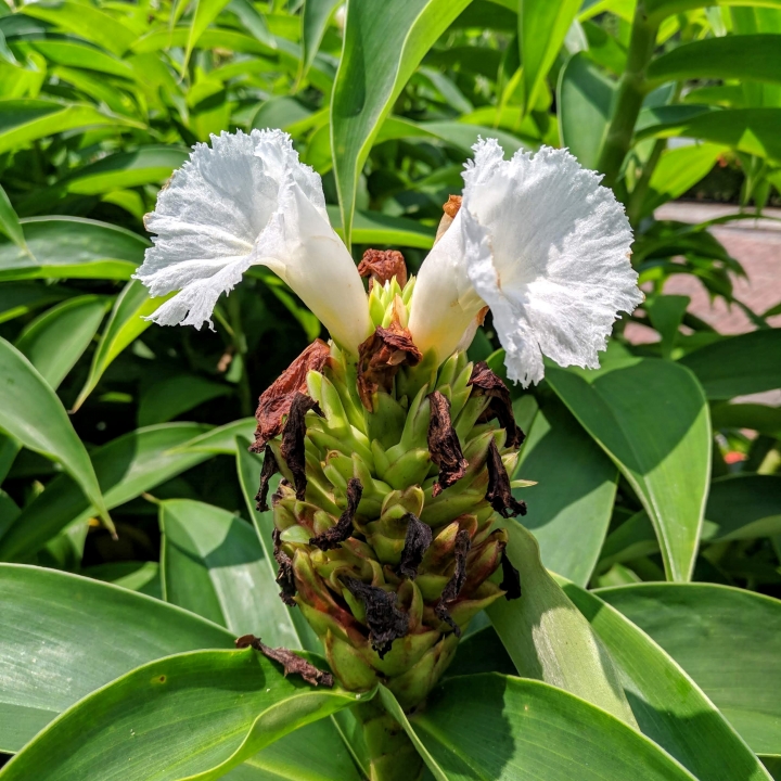 美葉鳳尾蕉+閉鞘薑 嘉義市西區埤子頭植物園 08/31