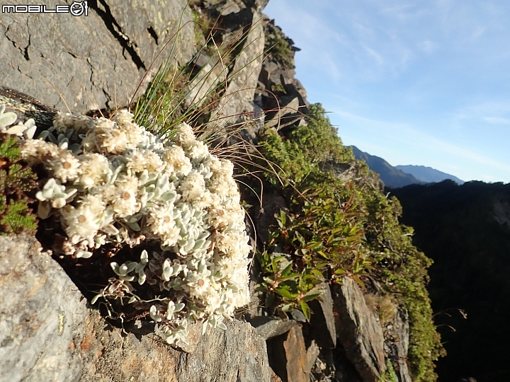 中央山脈大縱走17天(破紀錄)完百旅(904~920)(文長慎入)
