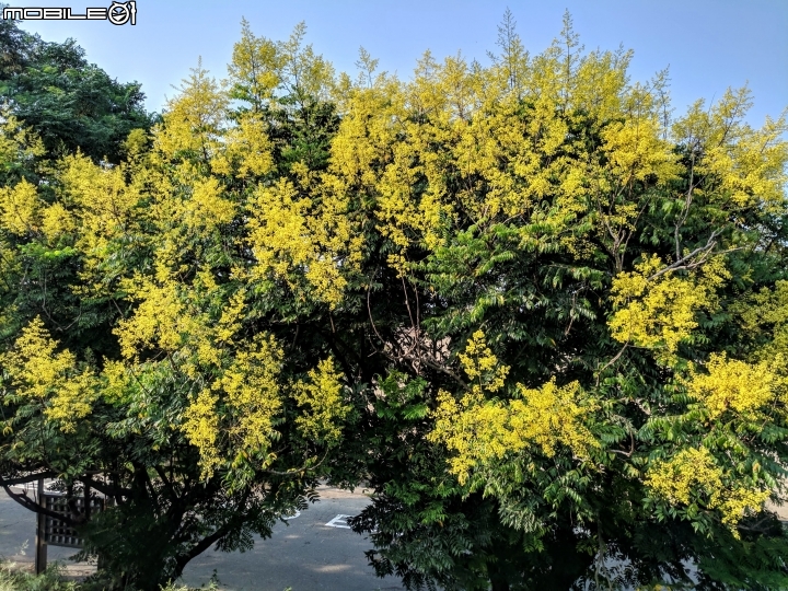 台灣欒樹 嘉義縣朴子大橋 09/14