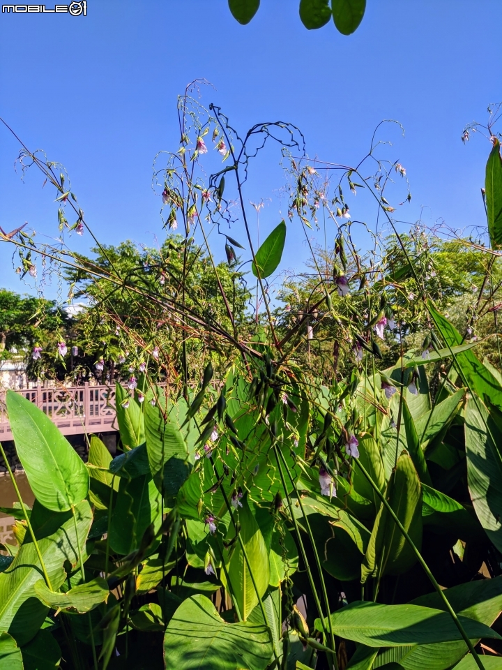 垂花水竹芋 台南市新市區新市生態休閒公園 08/31