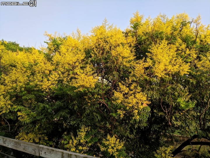 台灣欒樹 嘉義縣朴子大橋 09/14