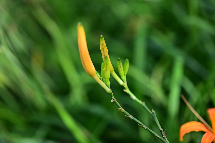 點我看大圖 六十石山實拍:旅遊只帶一顆85mm F1.8 S的可行性,算是還ok!但可能需要手機幫忙。