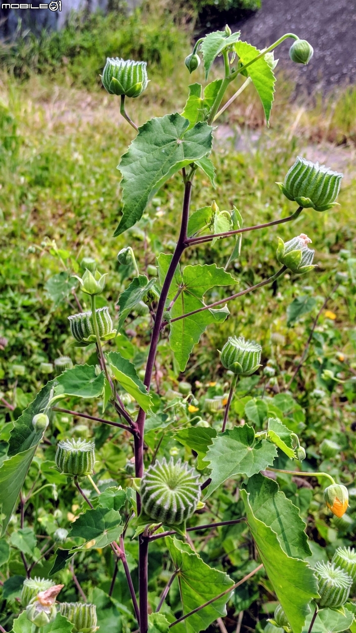 韭菜花+磨盤草+藍雪花 台南市南區灣里 09/29