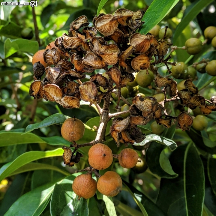 毛苦蔘+羅漢松 台南市安南區四草台江國家公園管理處 09/08