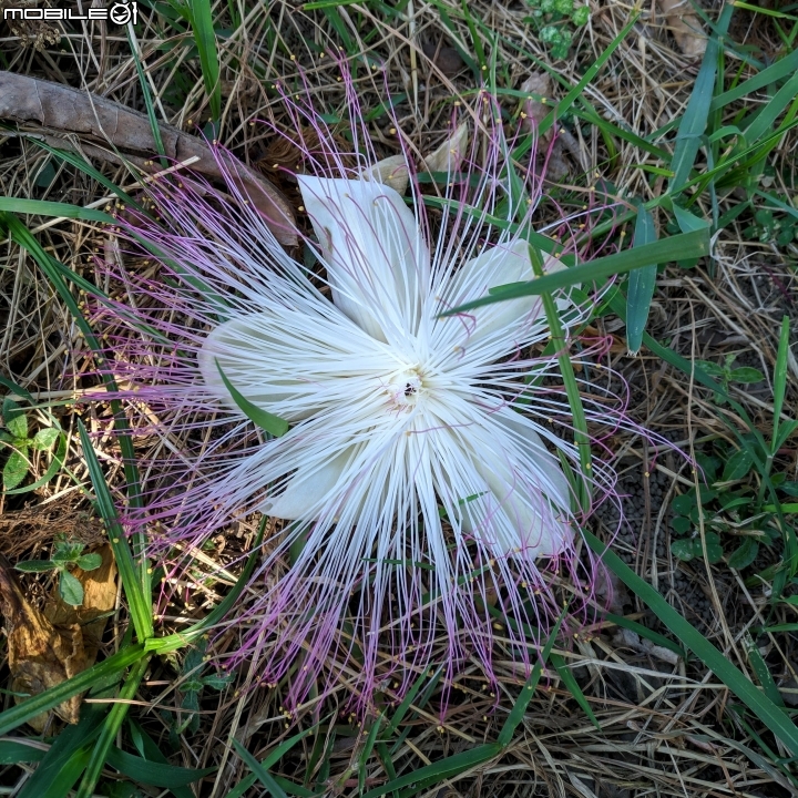 巴西乳香樹+珊瑚藤 台南市安平區湖濱水鳥公園 09/22