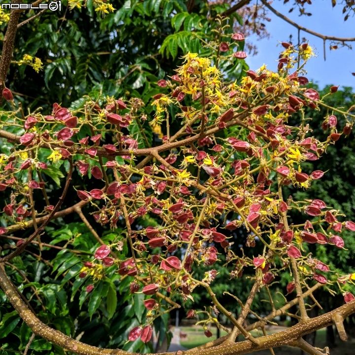 韭菜花+磨盤草+藍雪花 台南市南區灣里 09/29
