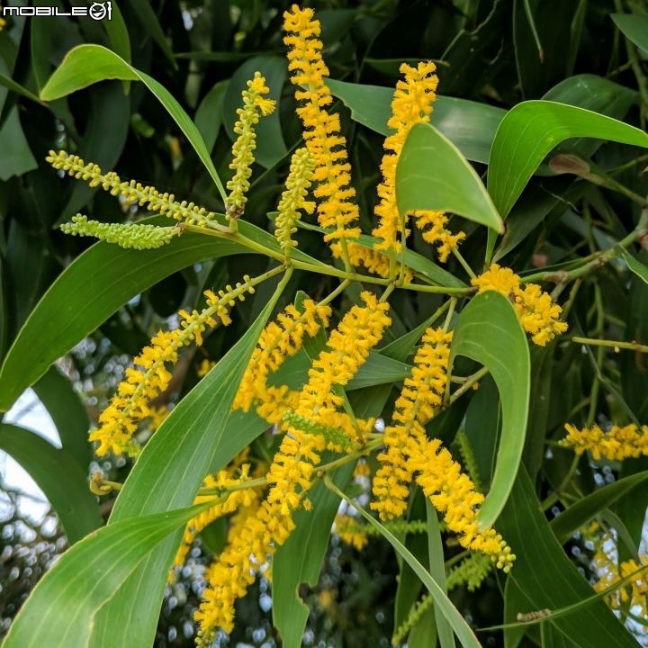 台灣欒樹 台南市西港區綠川廊道 09/14