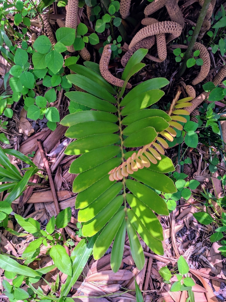 美葉鳳尾蕉+閉鞘薑 嘉義市西區埤子頭植物園 08/31