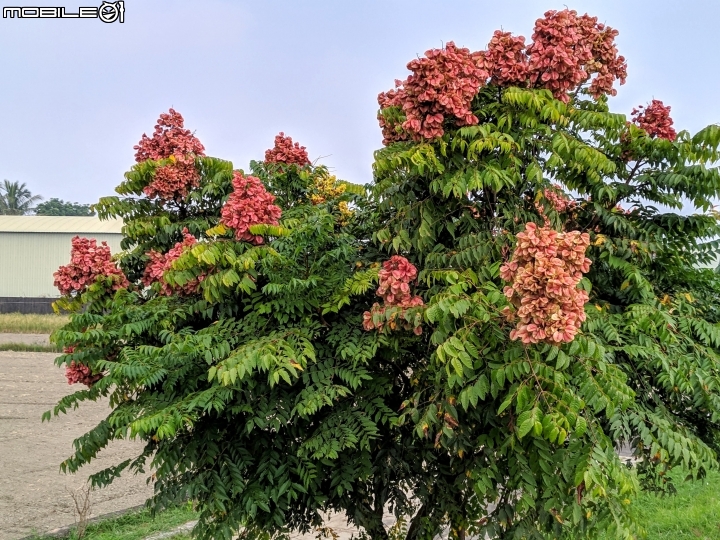 水黃皮+變葉木 台南市西港區綠川廊道 09/28