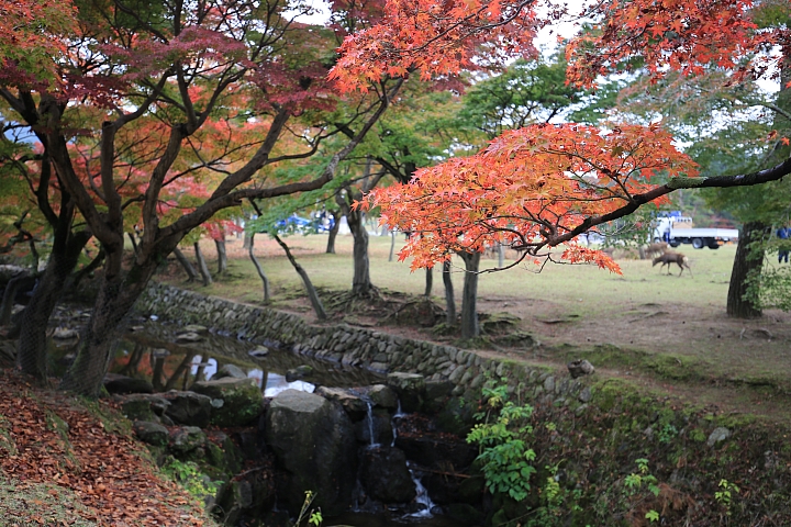 2018京阪神紅葉親子自由行
