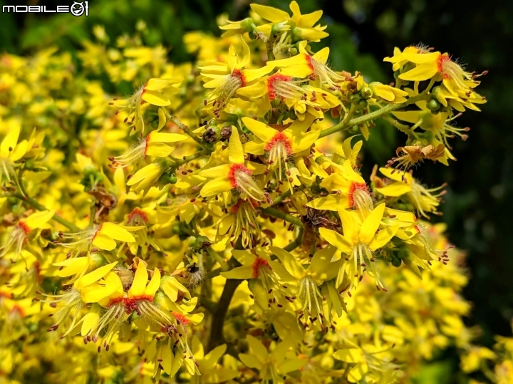 台灣欒樹 台南市西港區綠川廊道 09/14