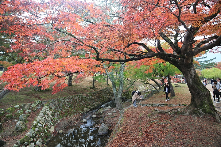 2018京阪神紅葉親子自由行