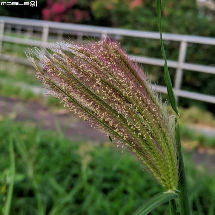 水黃皮+變葉木 台南市西港區綠川廊道 09/28