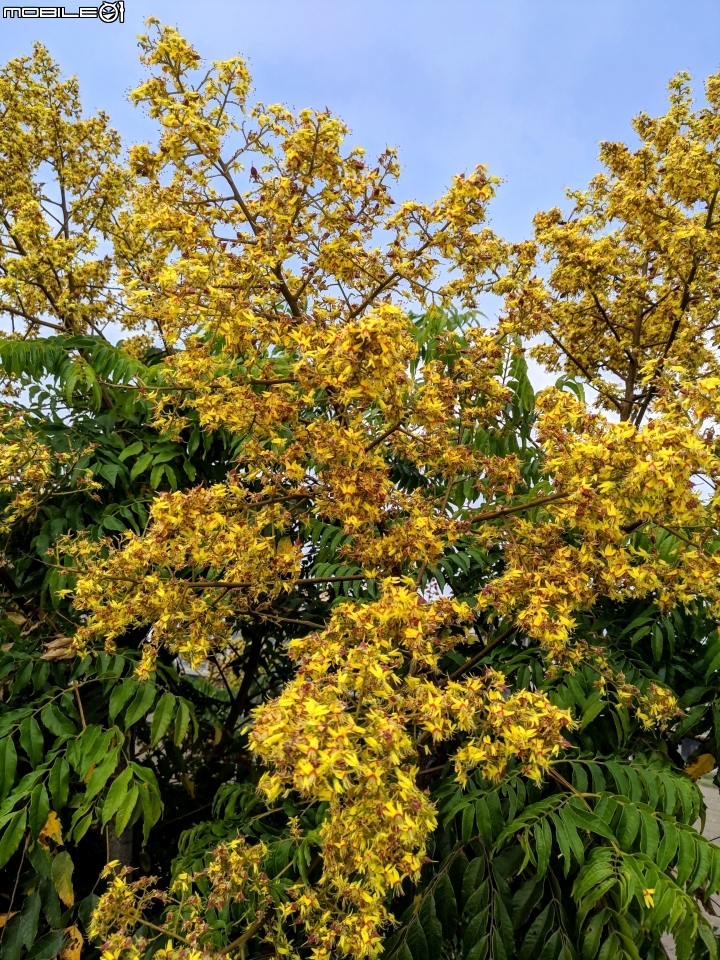 水黃皮+變葉木 台南市西港區綠川廊道 09/28