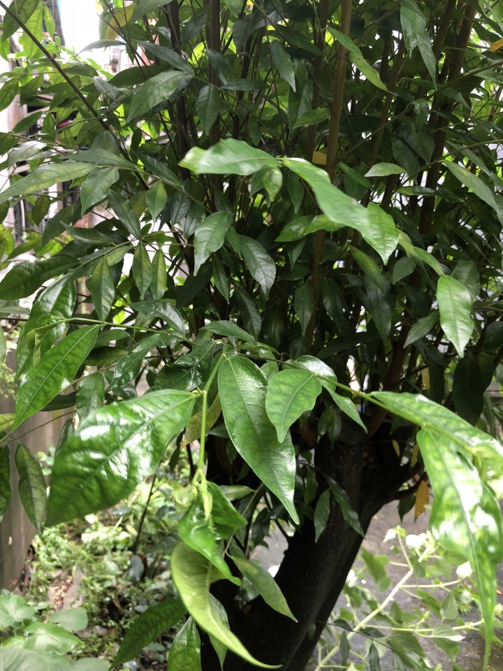 請問前後院的植物名稱
