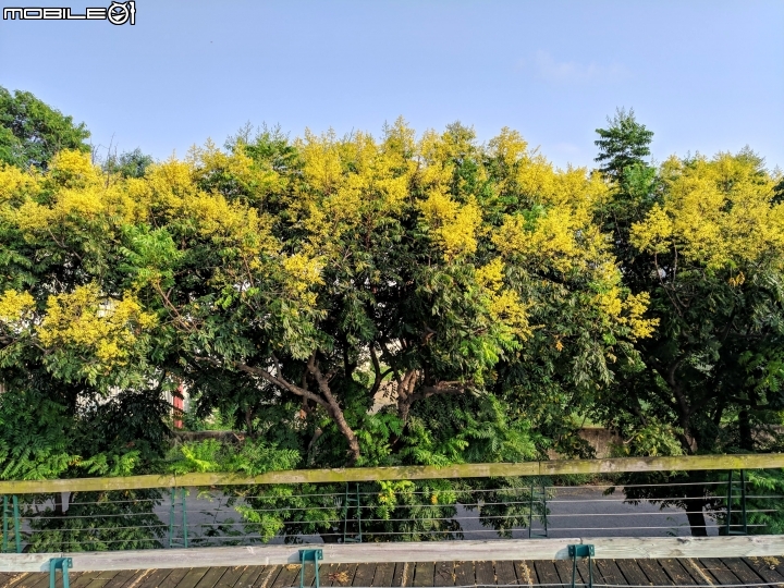 台灣欒樹 嘉義縣朴子大橋 09/14