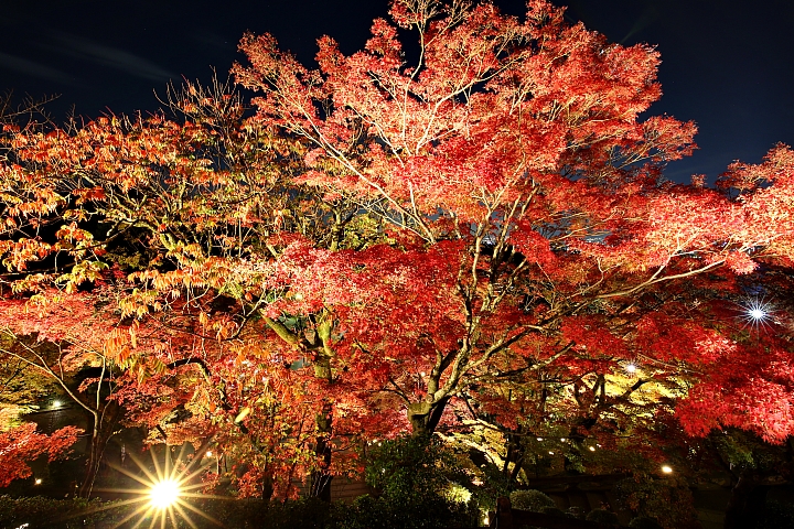2018京阪神紅葉親子自由行