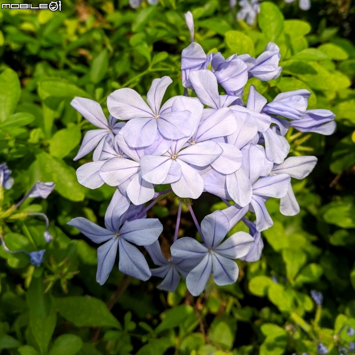 韭菜花+磨盤草+藍雪花 台南市南區灣里 09/29