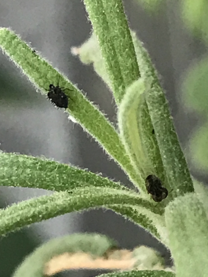 不知是什麼小黑蟲？