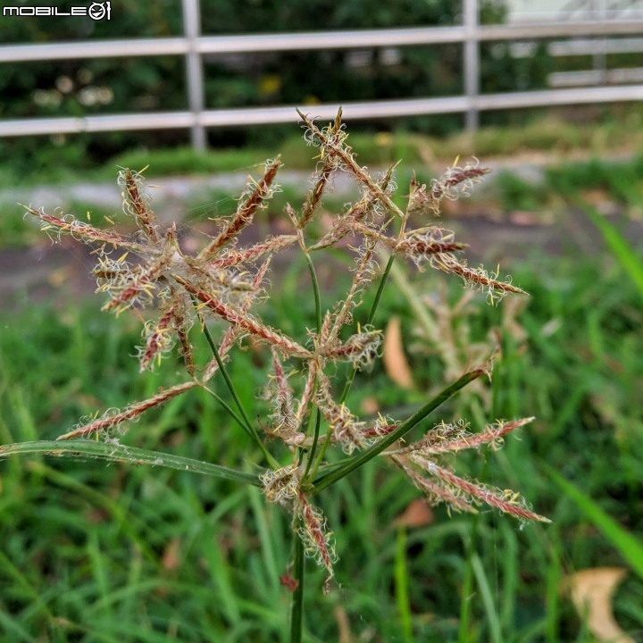 水黃皮+變葉木 台南市西港區綠川廊道 09/28