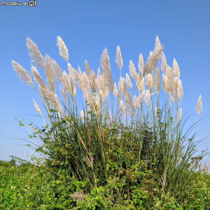 粉撲花+甜根子草+蘆葦 台南市歸仁區 09/25