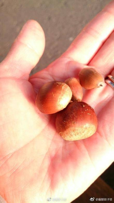 某人前些天天給一隻浣熊餵了些狗飼料........