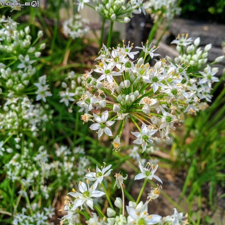 韭菜花+磨盤草+藍雪花 台南市南區灣里 09/29