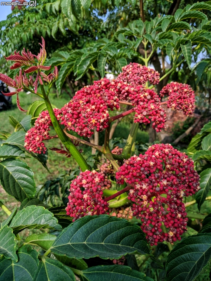 貓鬚草+火筒樹 台南市佳里區台19 09/28