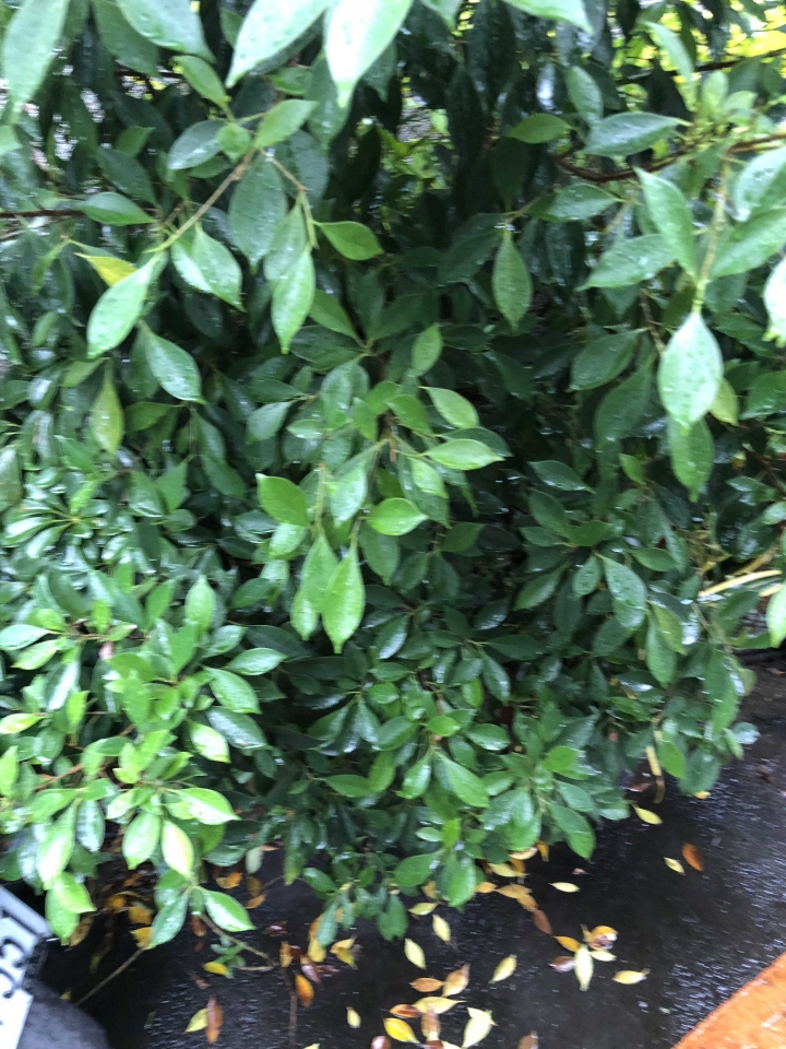 請問前後院的植物名稱